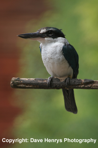 White Collared Kingfisher - Paradise Park, Cornwall